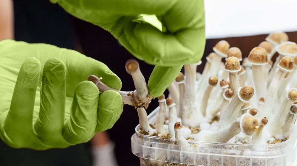 growing pyschedelic mushrooms