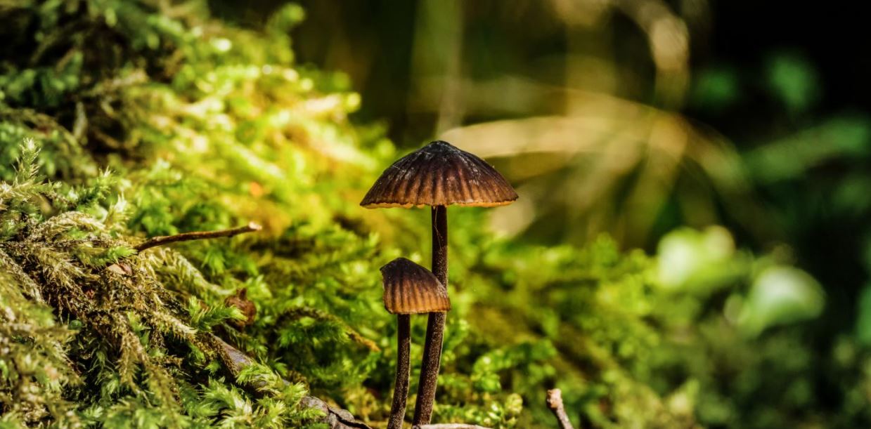 psychedelic mushrooms