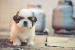 potty training